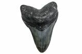 Fossil Megalodon Tooth - North Carolina #380136-1